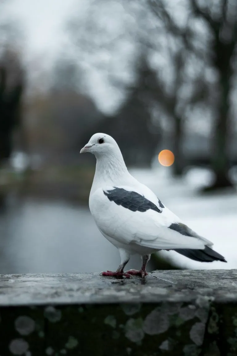 Let’s Dig into White Pigeon Meaning