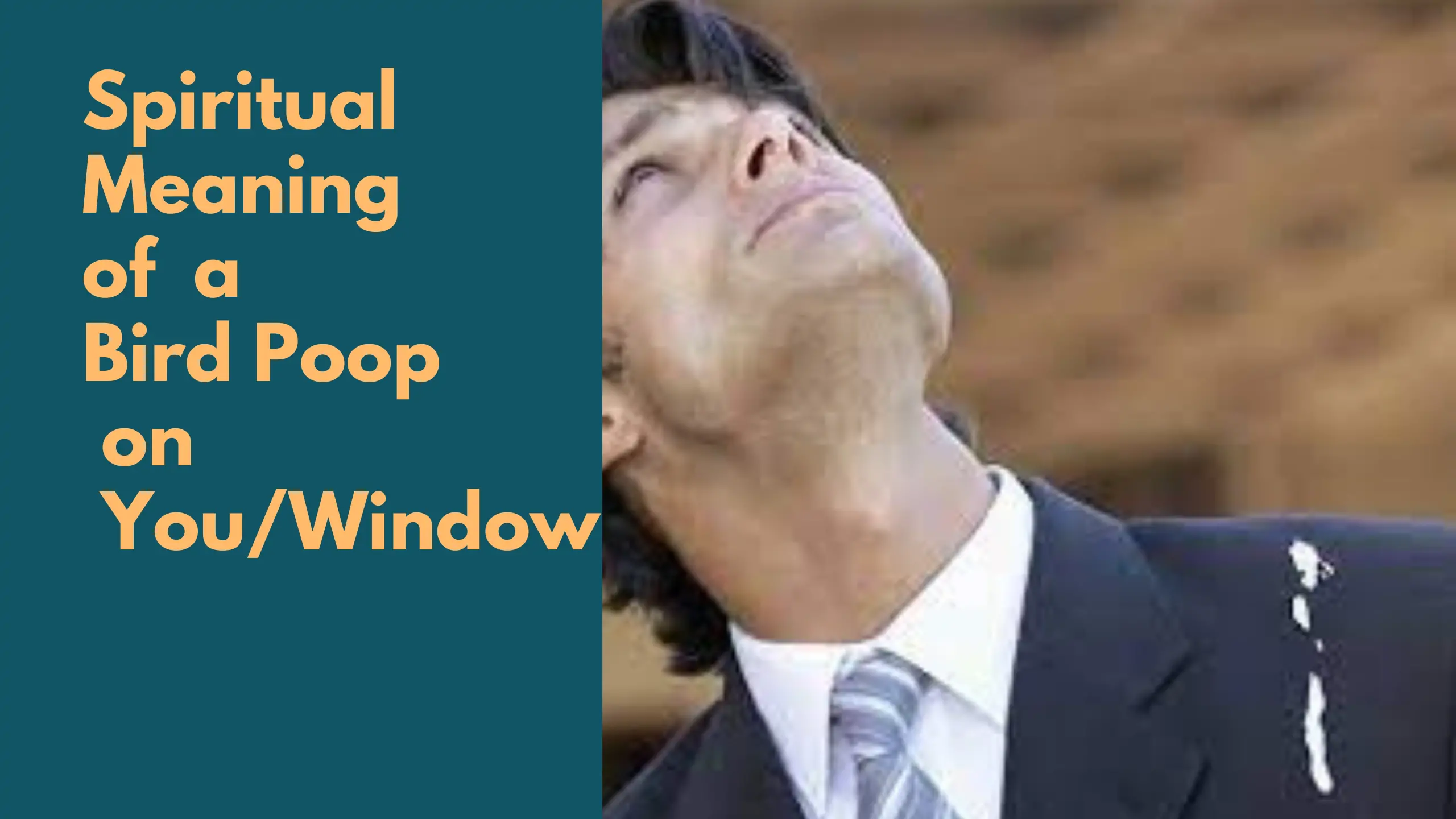 spiritual meaning of a bird poop on you or window