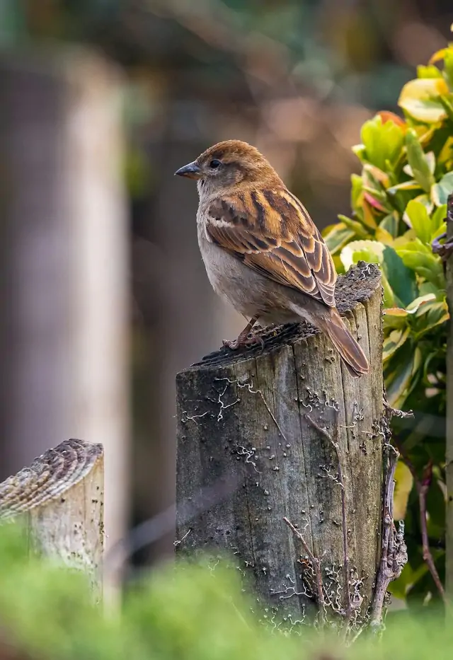Spiritual Meaning of Sparrow